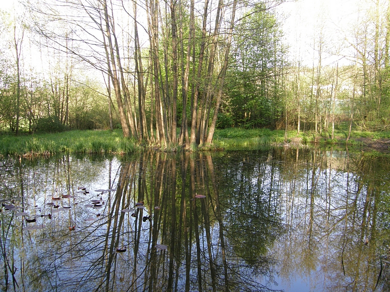 Baum am Edith-Stein-Biotop