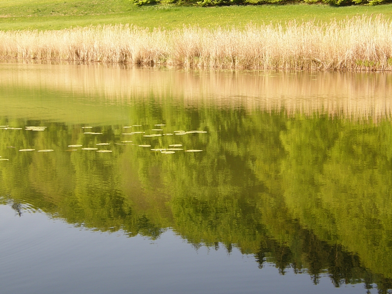 Am Lanzenreuter Weiher