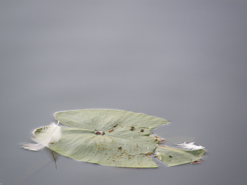 Blatt und Feder