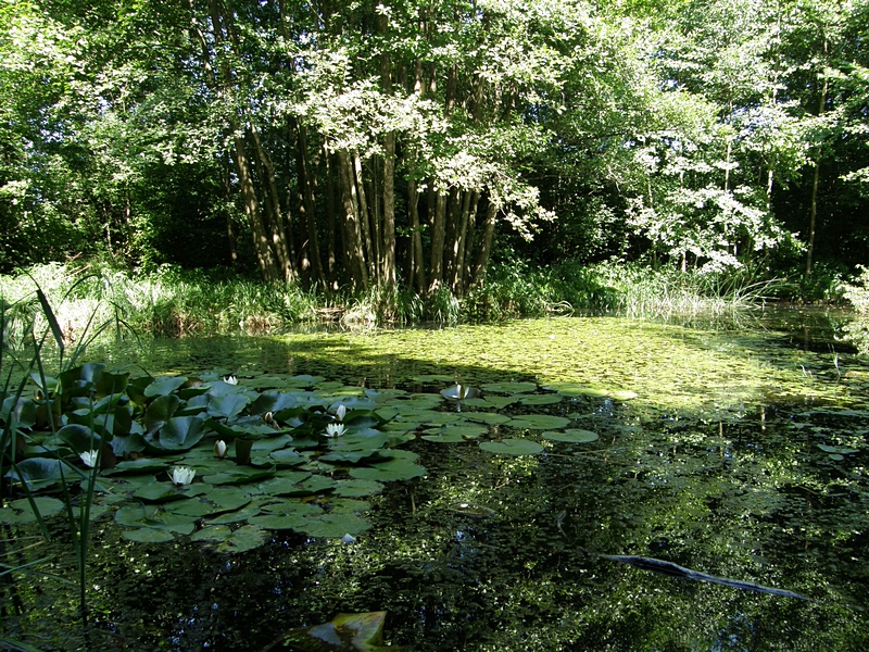 Licht und Schatten am Teich