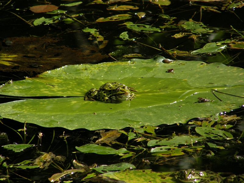 Frosch beim Sonnenbad