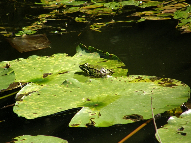 Frosch auf Blttern