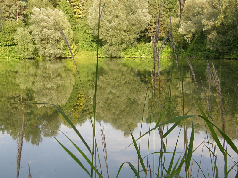 Binsen und Teich