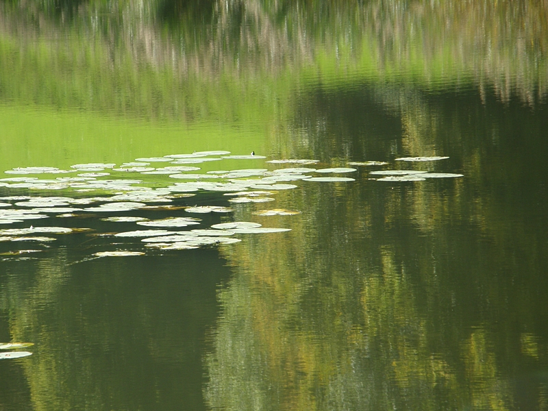 Seerosenbltter mit Spiegelung