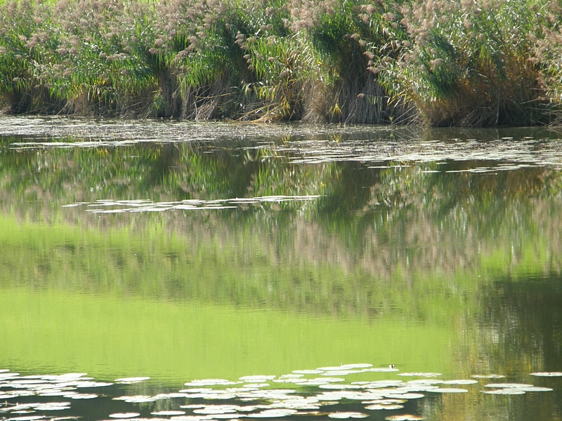 Teich, Seerosen, Ufer