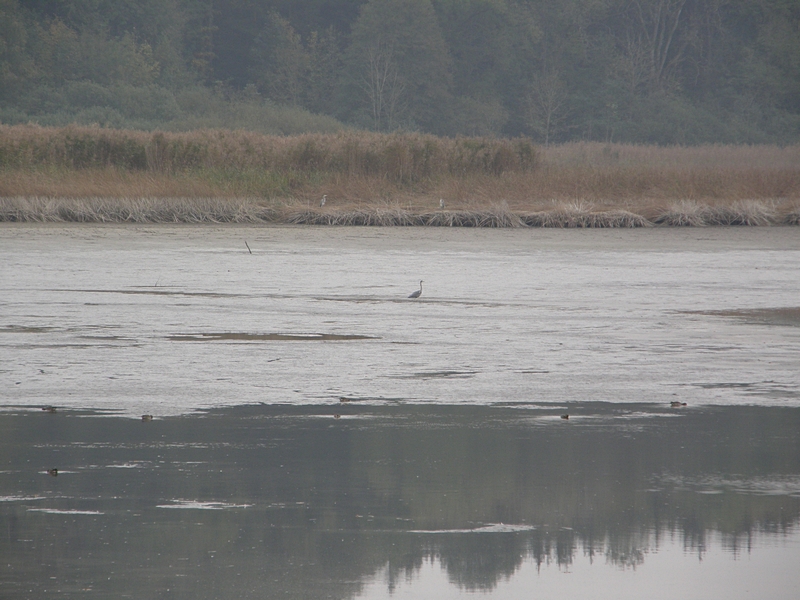 Rsslerweiher, Niedrigwasser