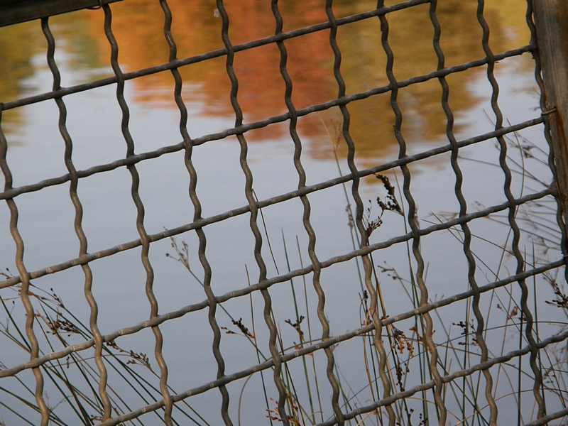 Gitter am Teich