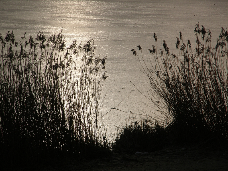 Uferschilf und kalter Teich