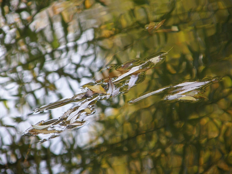 Bltter und Wasser