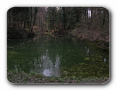 Weiher im Wald