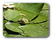 Frosch, frontal