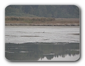 Rösslerweiher, Niedrigwasser