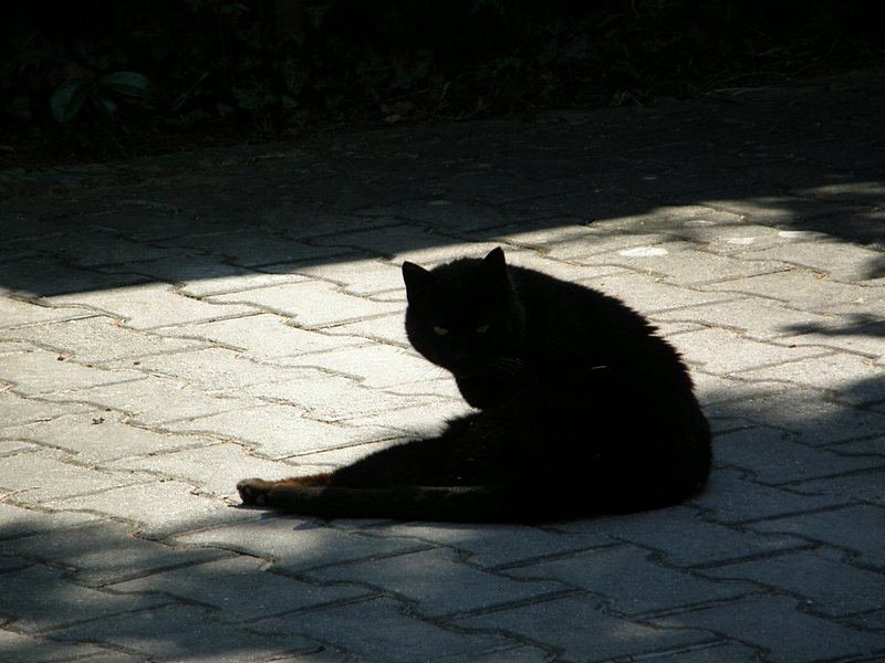 Katze im Schatten