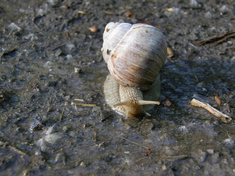 Weinbergschnecke, frontal