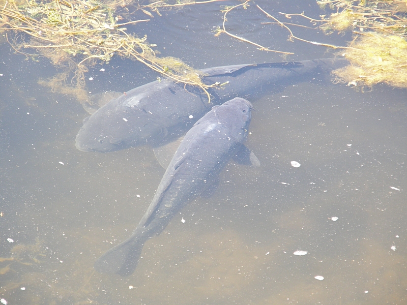 Fische im Teich