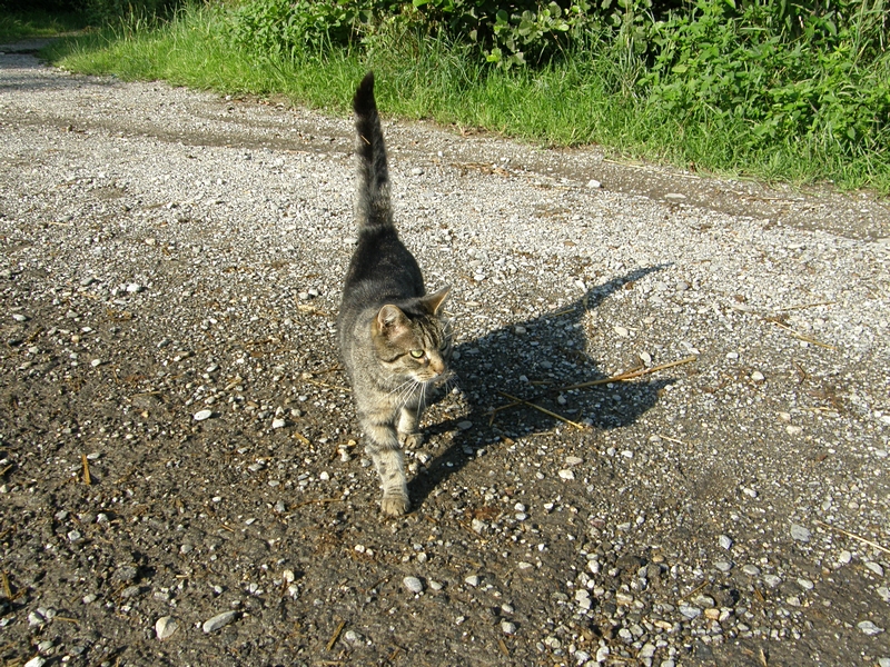 Katze auf dem Reiterhof