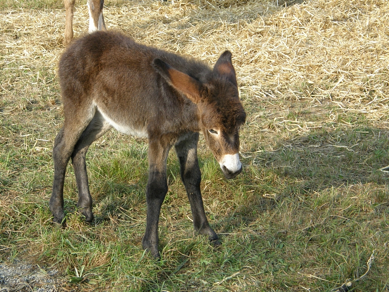 Junger Esel, stehend