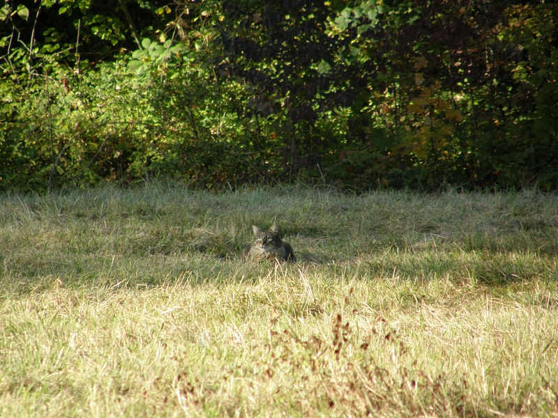 Katze in Wiese