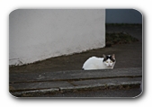 Katze mit Reflektoraugen