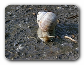 Weinbergschnecke, frontal