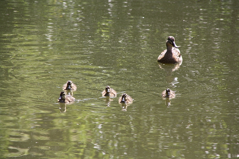 Enten-Kken