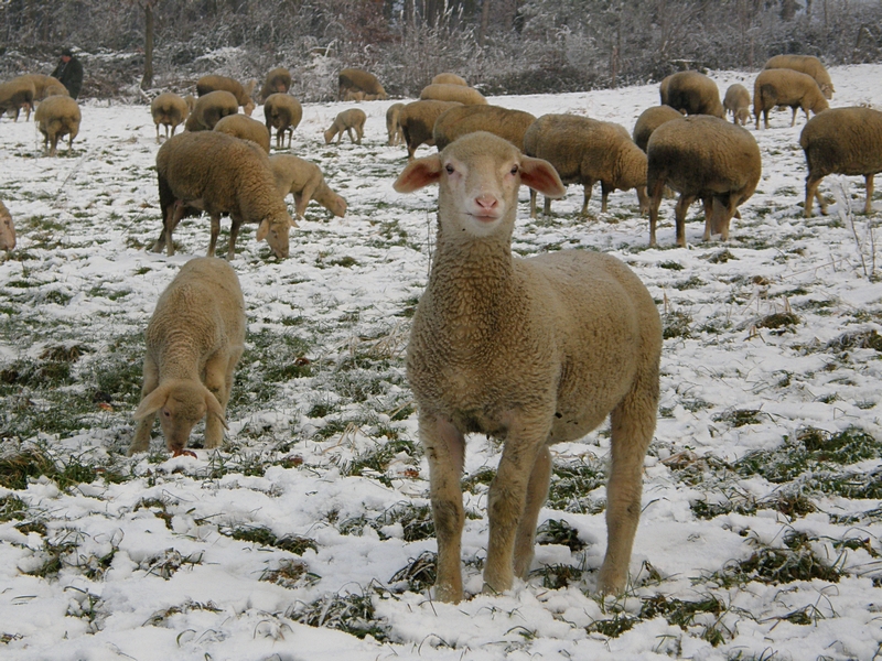 Schfchen im Winter