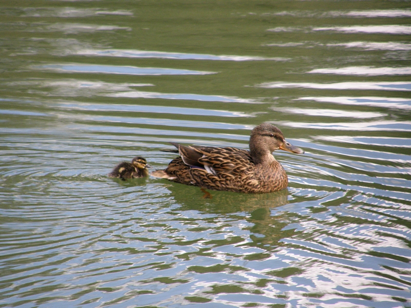 Stockente mit Kken