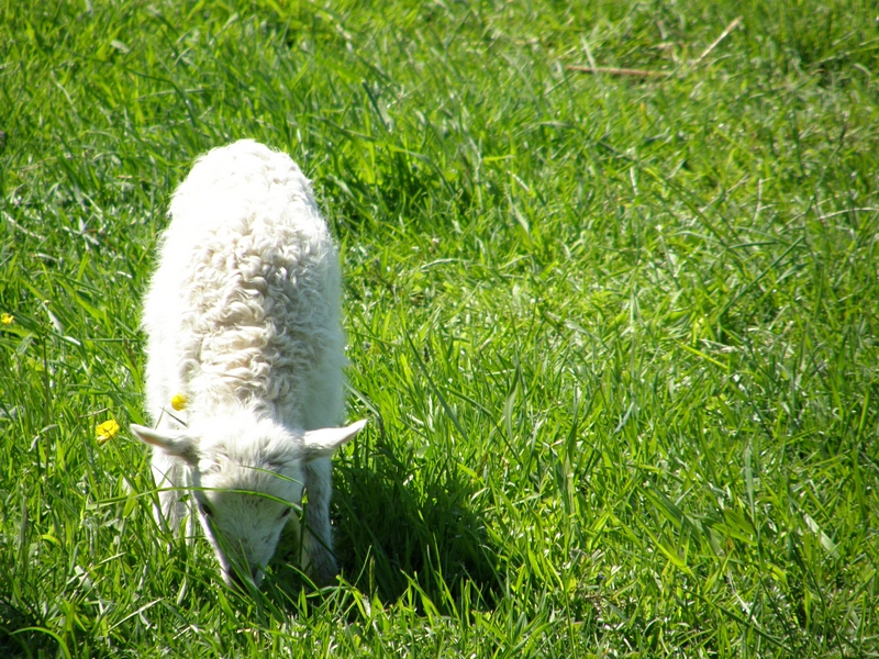 Moorschnucken-Lamm