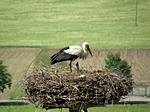 Storchenjunges im Nest