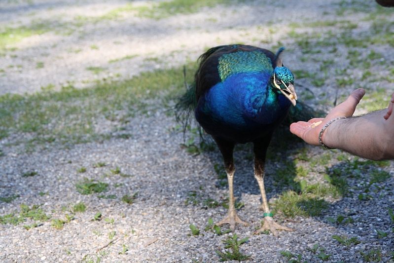 Pfau wird gefttert