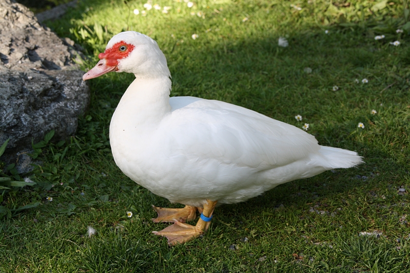 Wasservogel