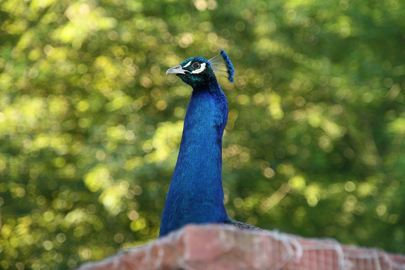 Pfau auf dem Dach