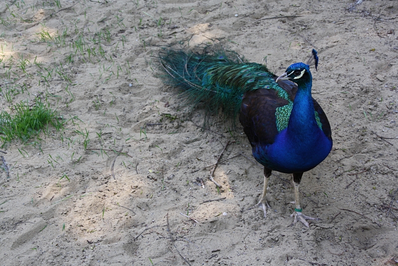 Pfau