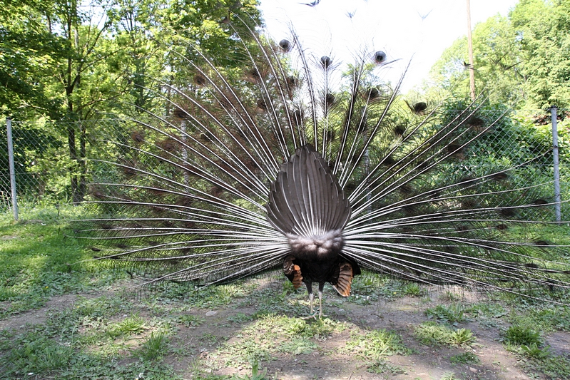 Pfau, Rad schlagend (Rckansicht)