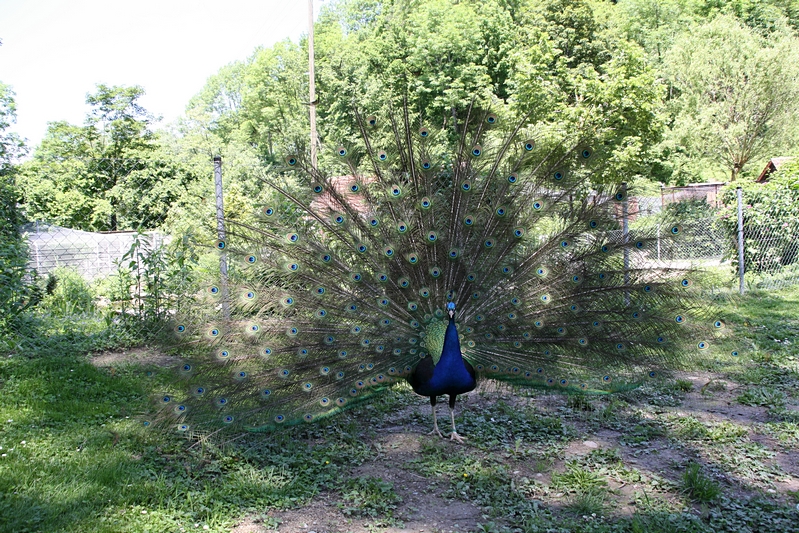 Der Pfau im Kleintierzoo