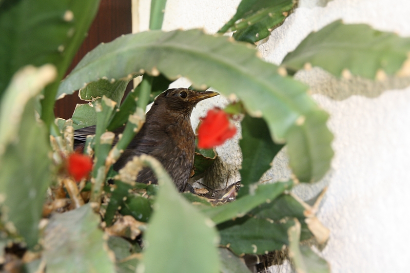 Amsel im Nest