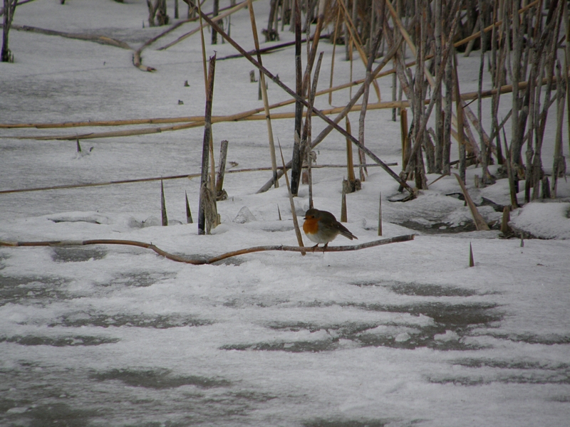 Rotkehlchen im Winter