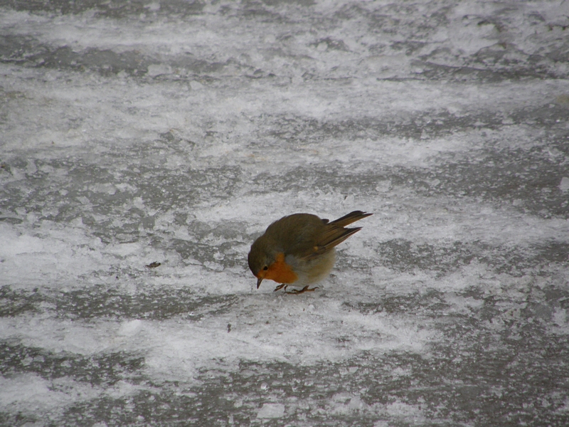 Rotkehlchen, pickend