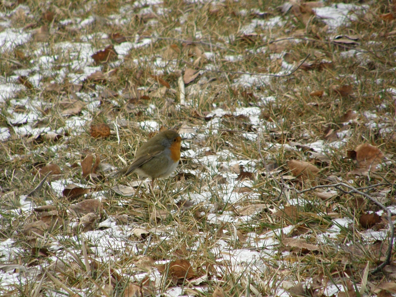 Rotkehlchen auf Schneewiese