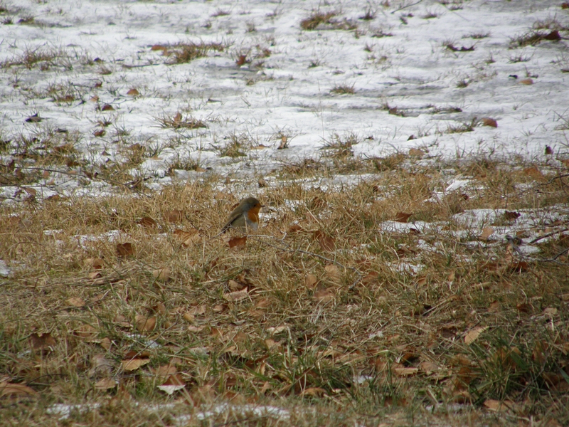 Rotkehlchen in der Wiese