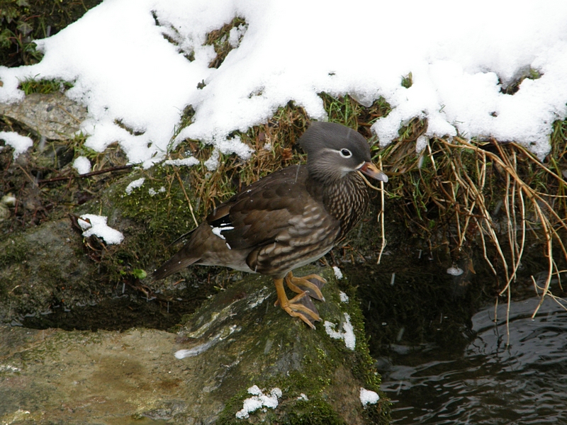 Mandarin-Ente (Weibchen)