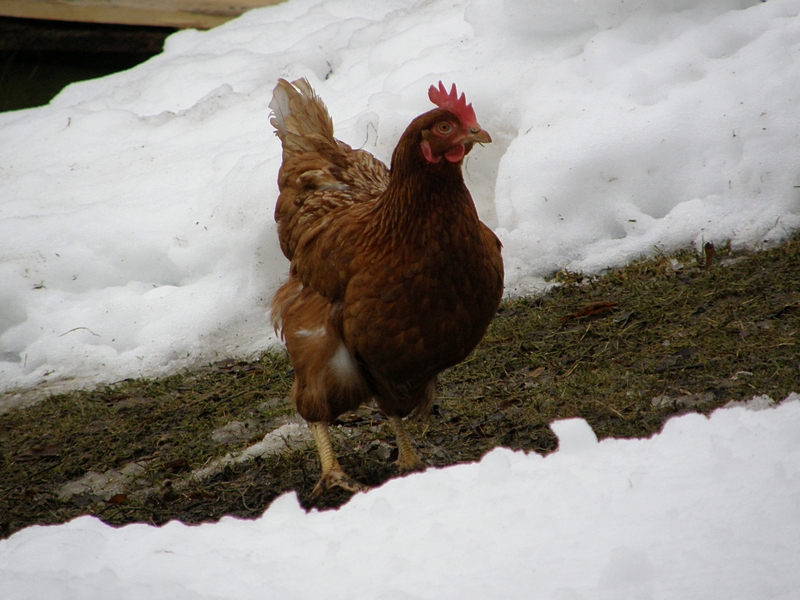 Henne im Schnee