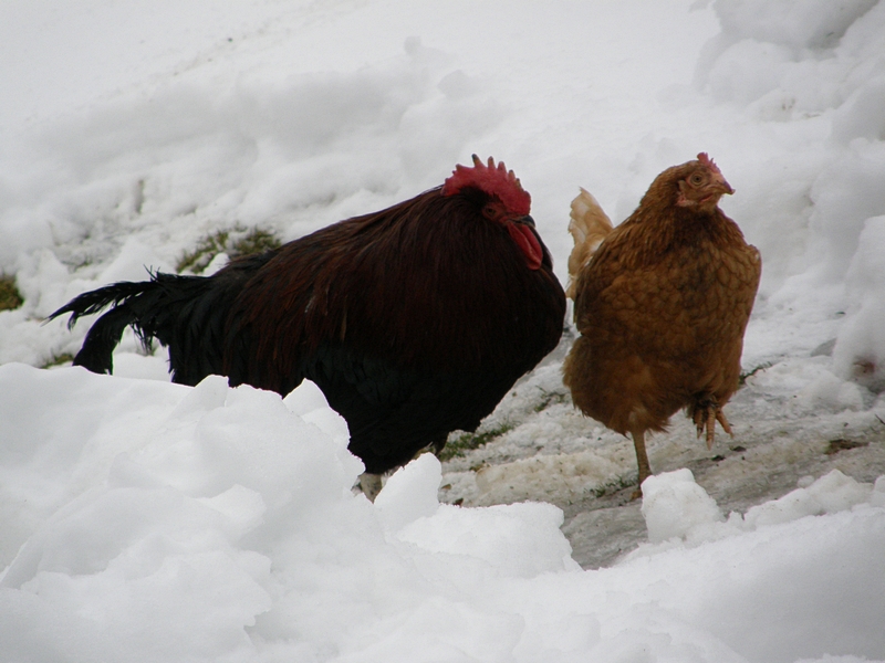 Hahn und Henne im Schnee