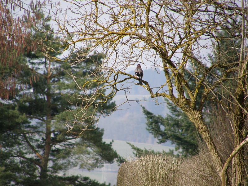 Eichelhher von hinten