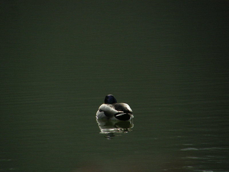 Ente im Zwielicht