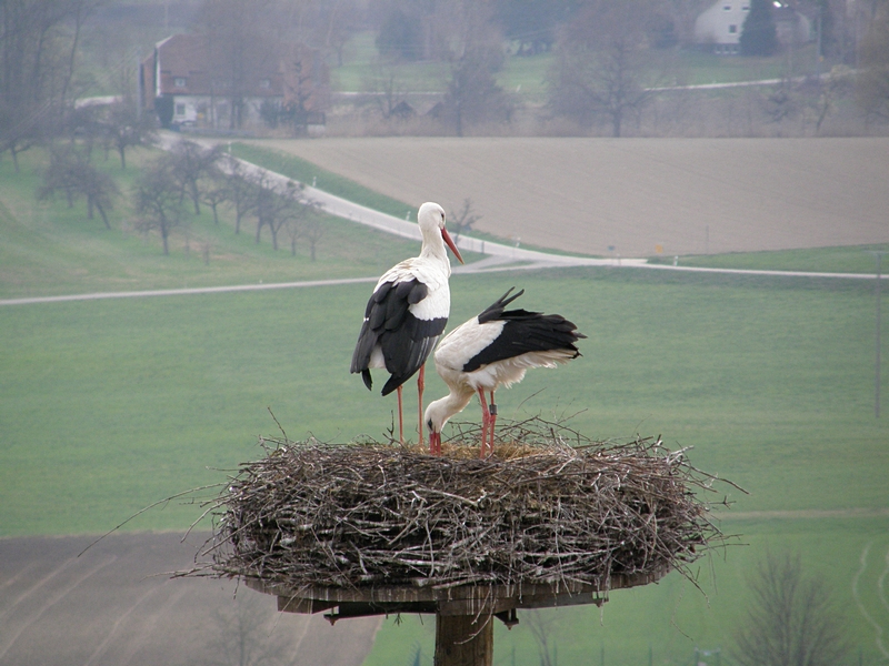 Storchen-Ehepaar im Nest