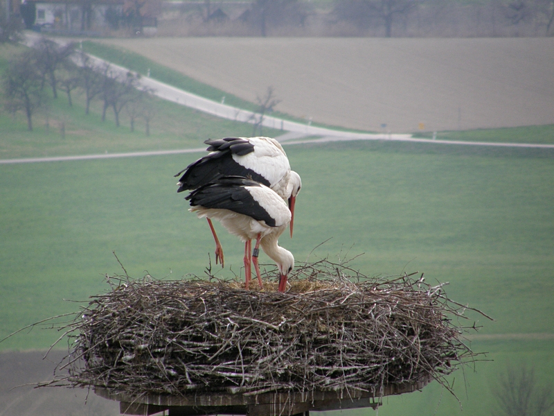 Storchennest