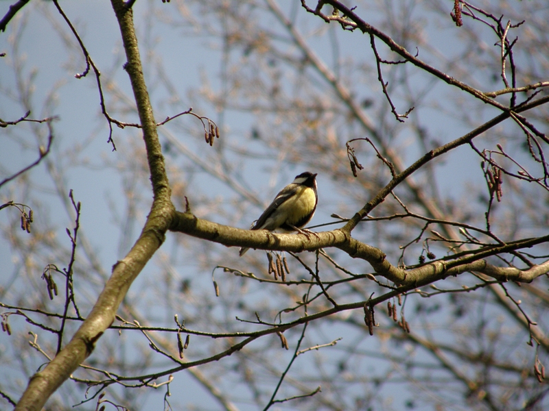 Kohlmeise im Baum