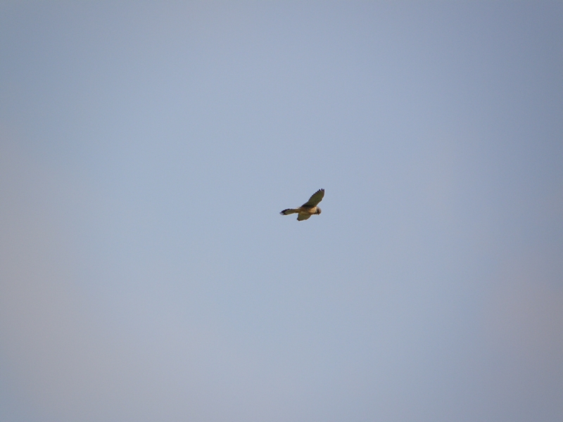 Raubvogel im Wind