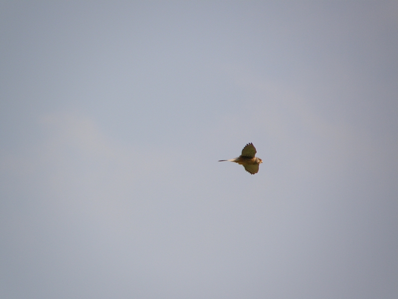 Raubvogel im Flug